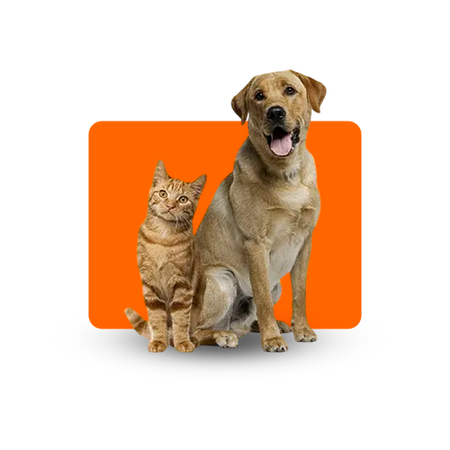 Mundo animal